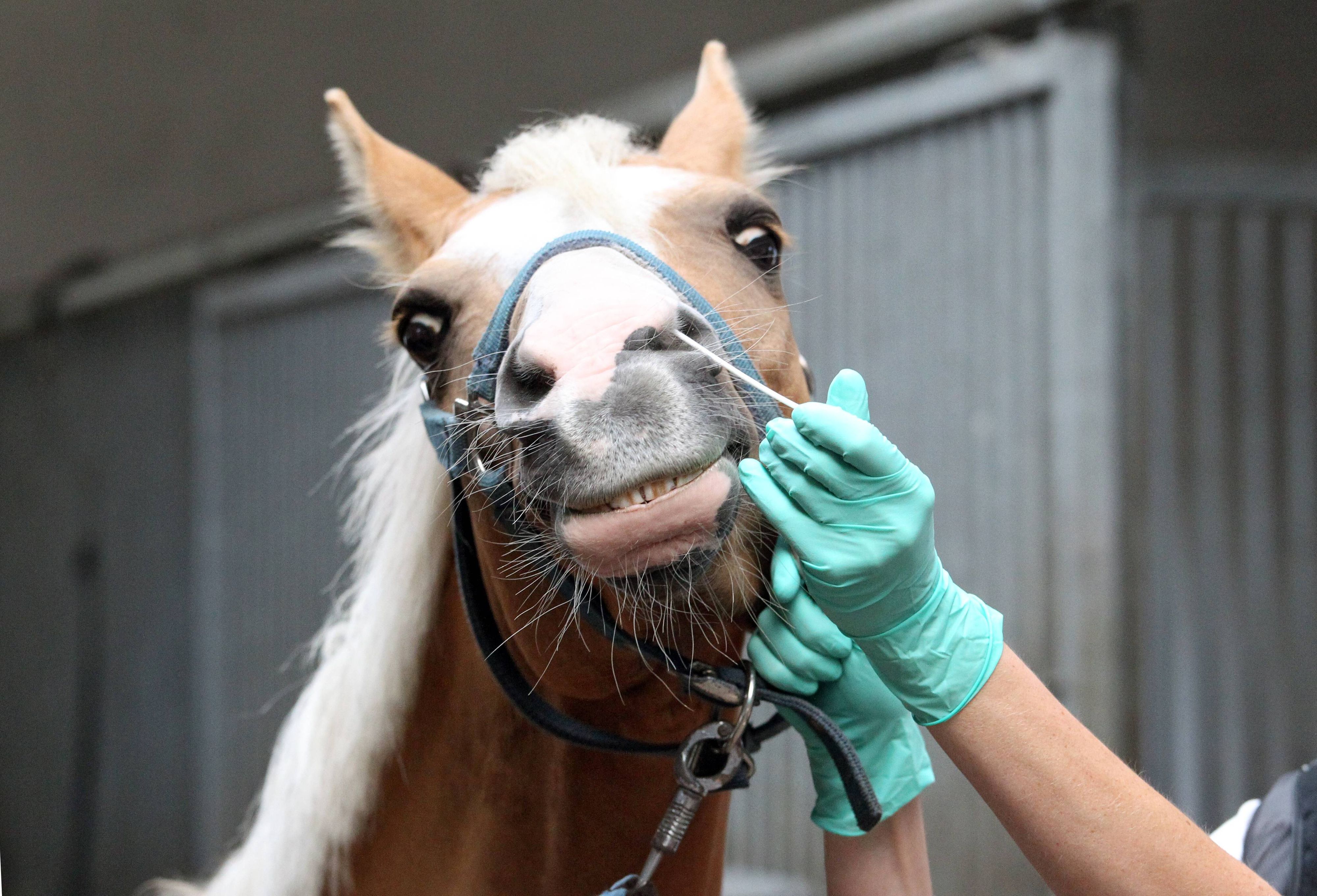 Dieses Pferd muss zum Virustest.