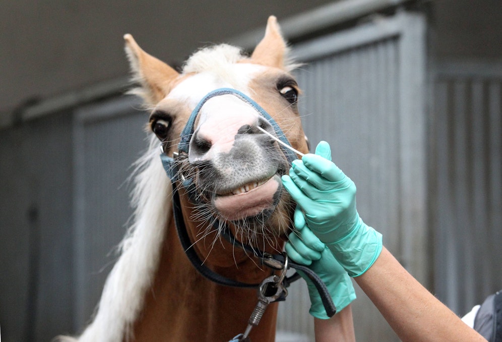 Dieses Pferd muss zum Virustest.
