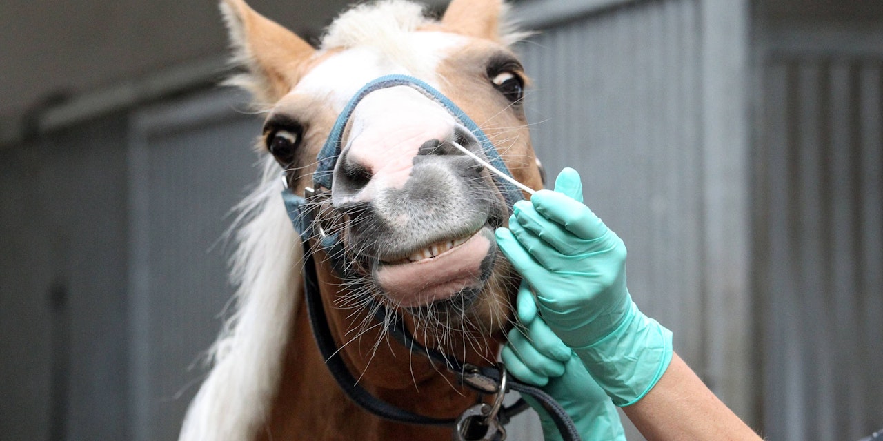 Herpesvirus Pferd Auf Mensch übertragbar www.heute.at