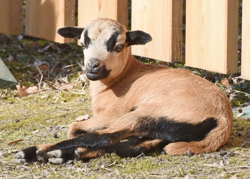 "Lilo" ist der neue Star im Hammerpark.