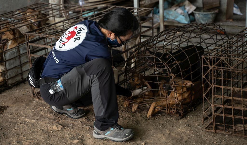 Für diese Hunde kam die Rettung in letzter Sekunde. 