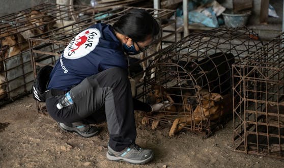 Für diese Hunde kam die Rettung in letzter Sekunde.
