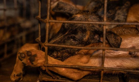 Die letzten 16 Hunde wurden nun von VIER PFOTEN aus dem Schlachthaus in Kambodscha gerettet.