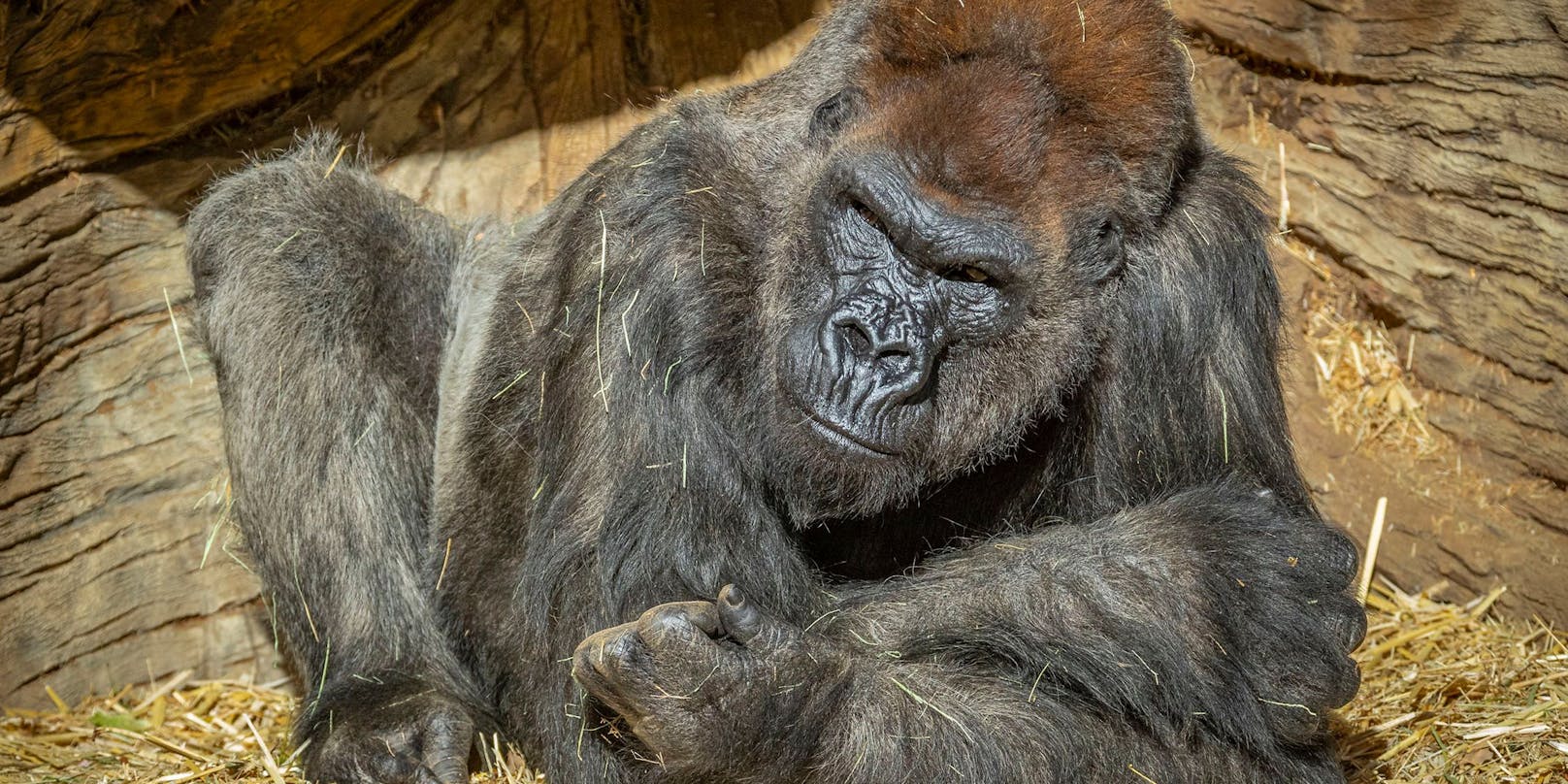 Die Gorillas im San Diego Zoo Safari Park wurden positiv auf Covid-19 getestet