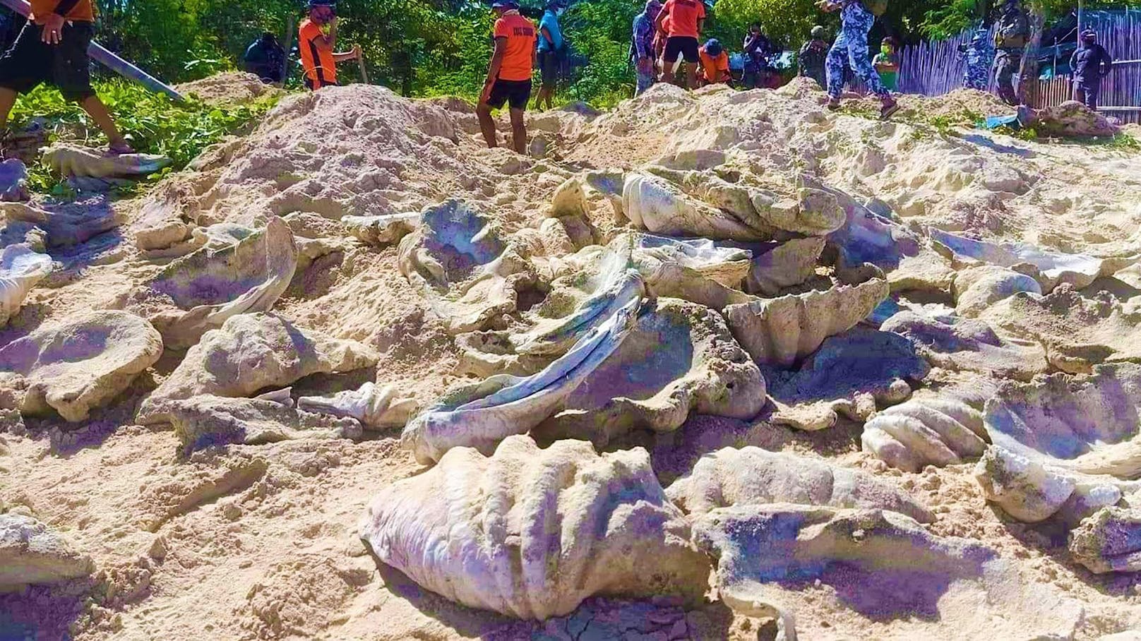 Am Strand in der Provinz Palawan (Philippinen) wurden riesige Muschen ausgegraben. 
