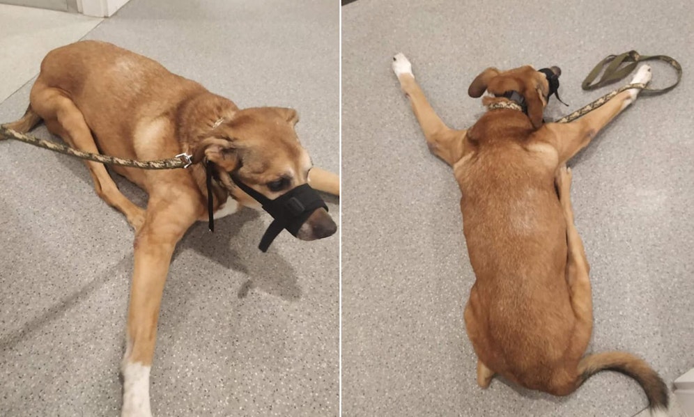 Der arme Kerl konnte nach der brutalen Tierquälerei nicht einmal mehr stehen. 