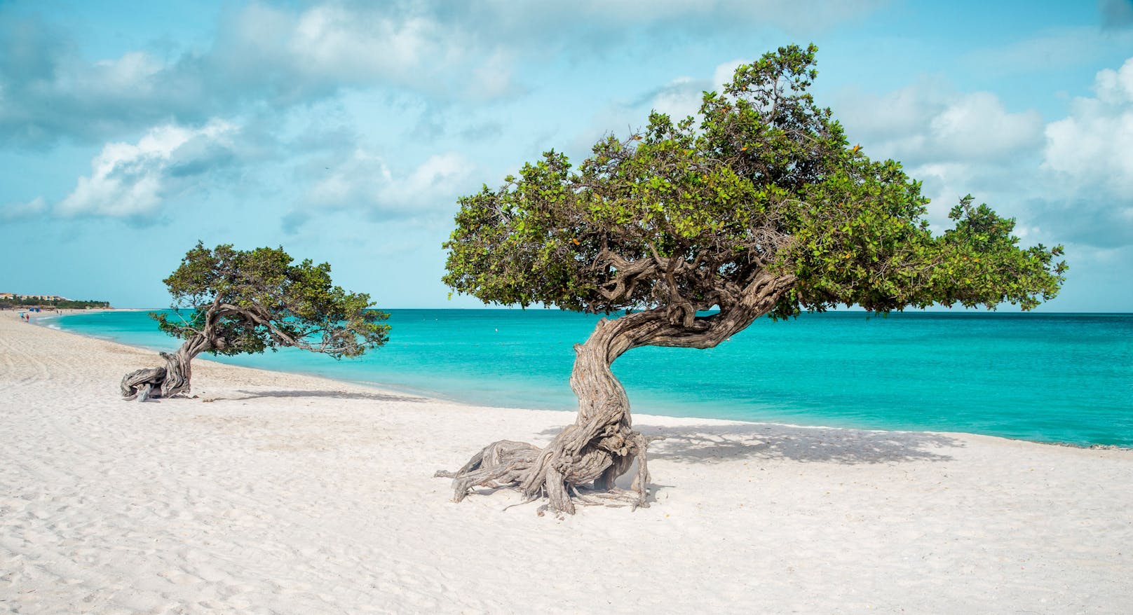 <strong>Platz 7: Eagle Beach, Palm/Eagle Beach, Aruba! </strong>Ein Hingucker auf dem breiten, öffentlichen Strand&nbsp;auf der kleinen niederländischen Karibikinsel sind auch die Fofoti-Bäume, die mit ihrer markanten Silhouette Richtung Meer weisen.