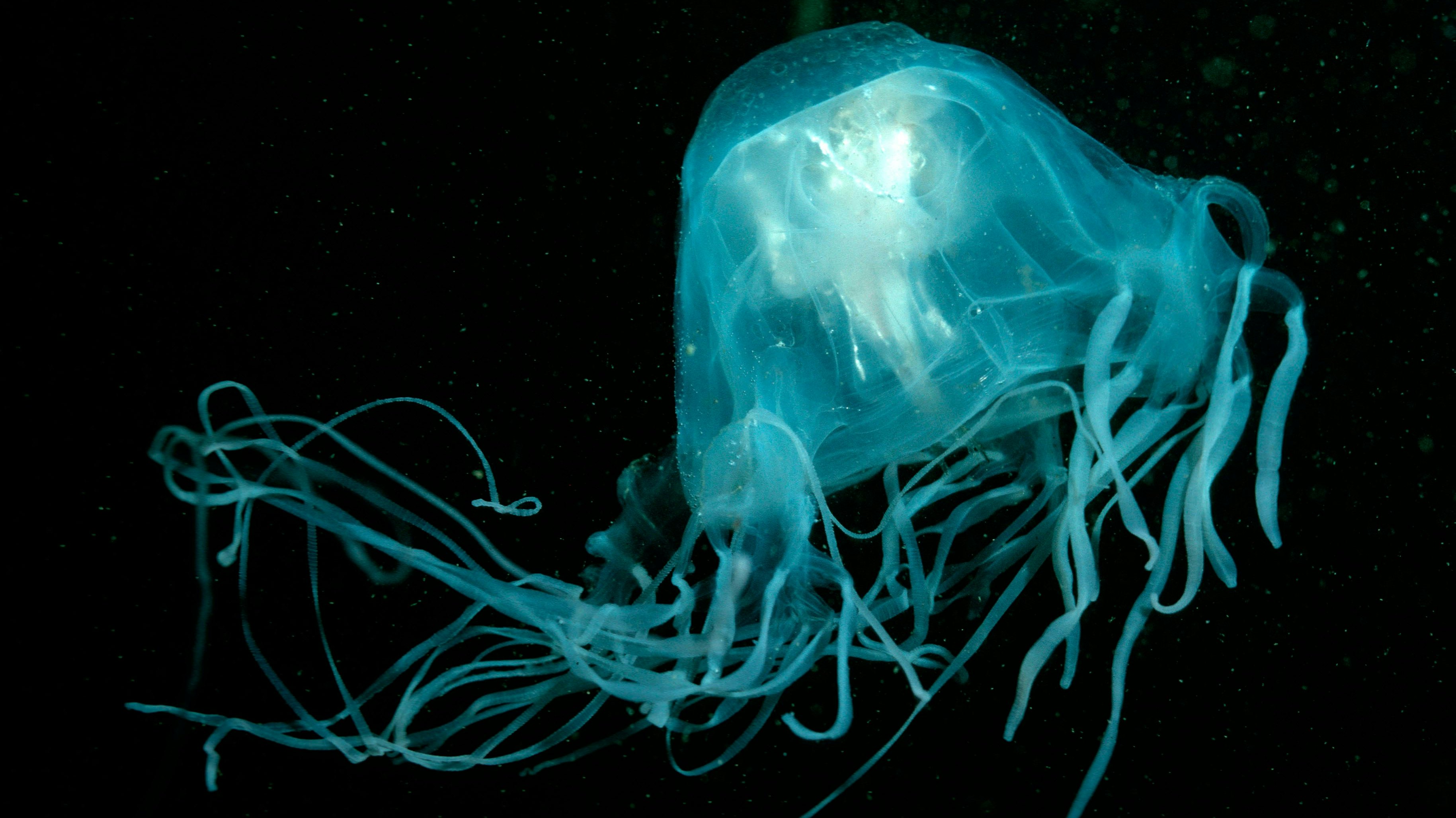 Die "Seewespe" zählt zu den giftigsten Quallen der Welt 