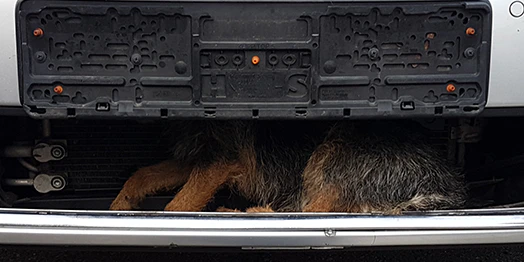 So ein Glückspilz. Der Schäferhund überlebte beinahe unverletzt. 