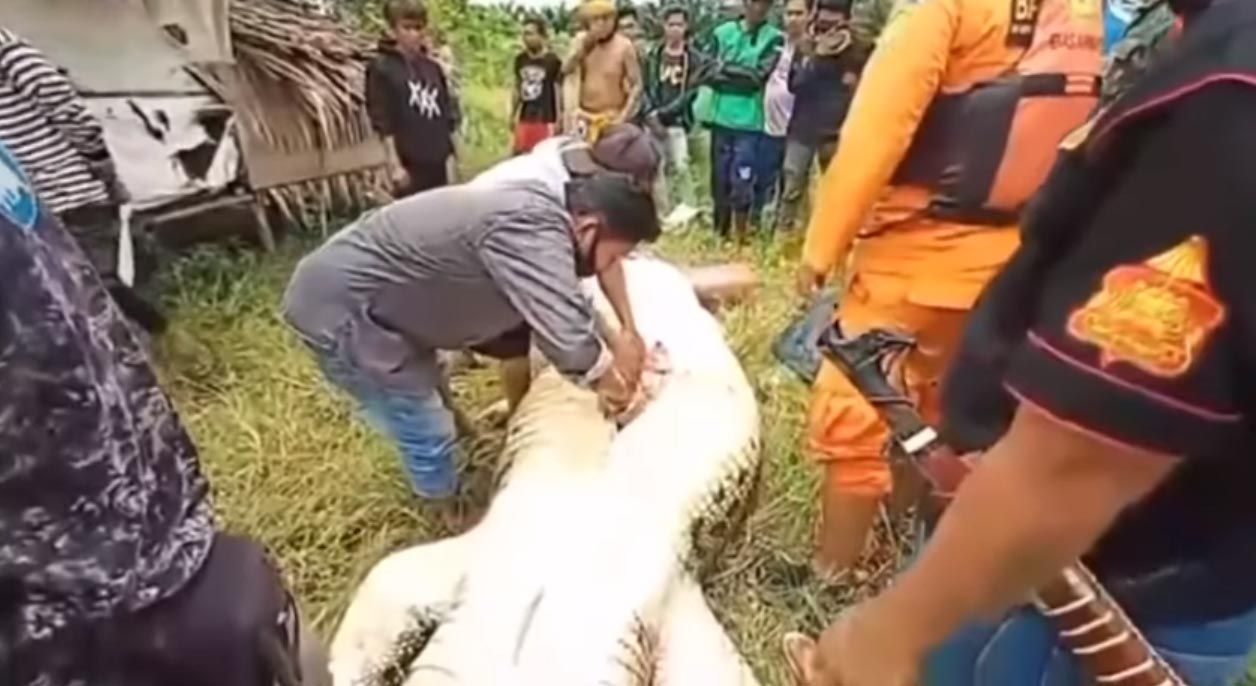 Das Kind wurde im Magen des Krokodils gefunden.