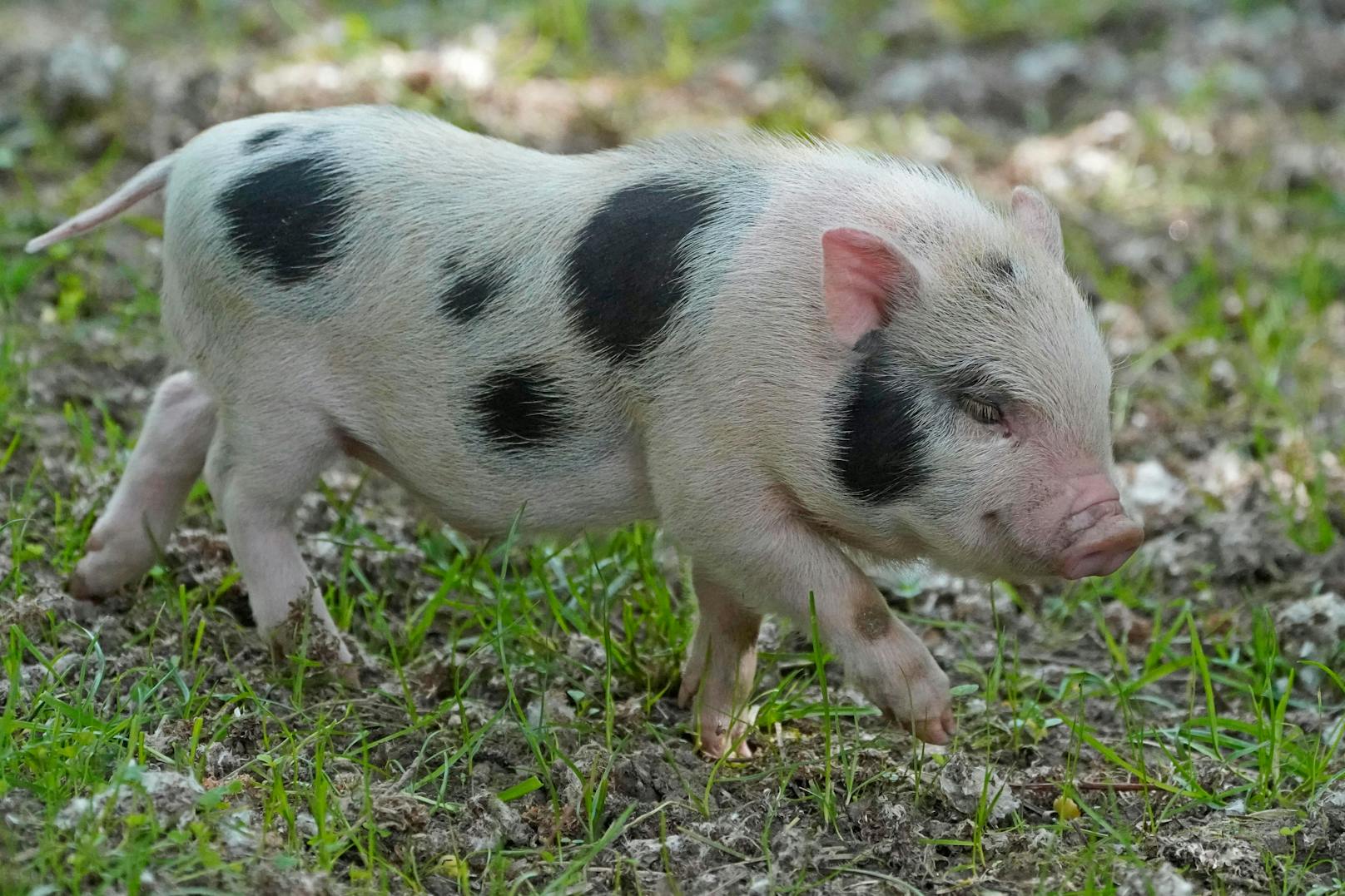 Paar setzt Minischweine aus – fast wären sie gestorben
