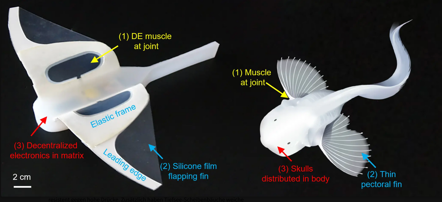 Der Roboter und sein Vorbild, der Snailfish (Pseudoliparis swirei).