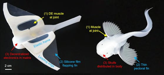 Der Roboter und sein Vorbild, der Snailfish (Pseudoliparis swirei).