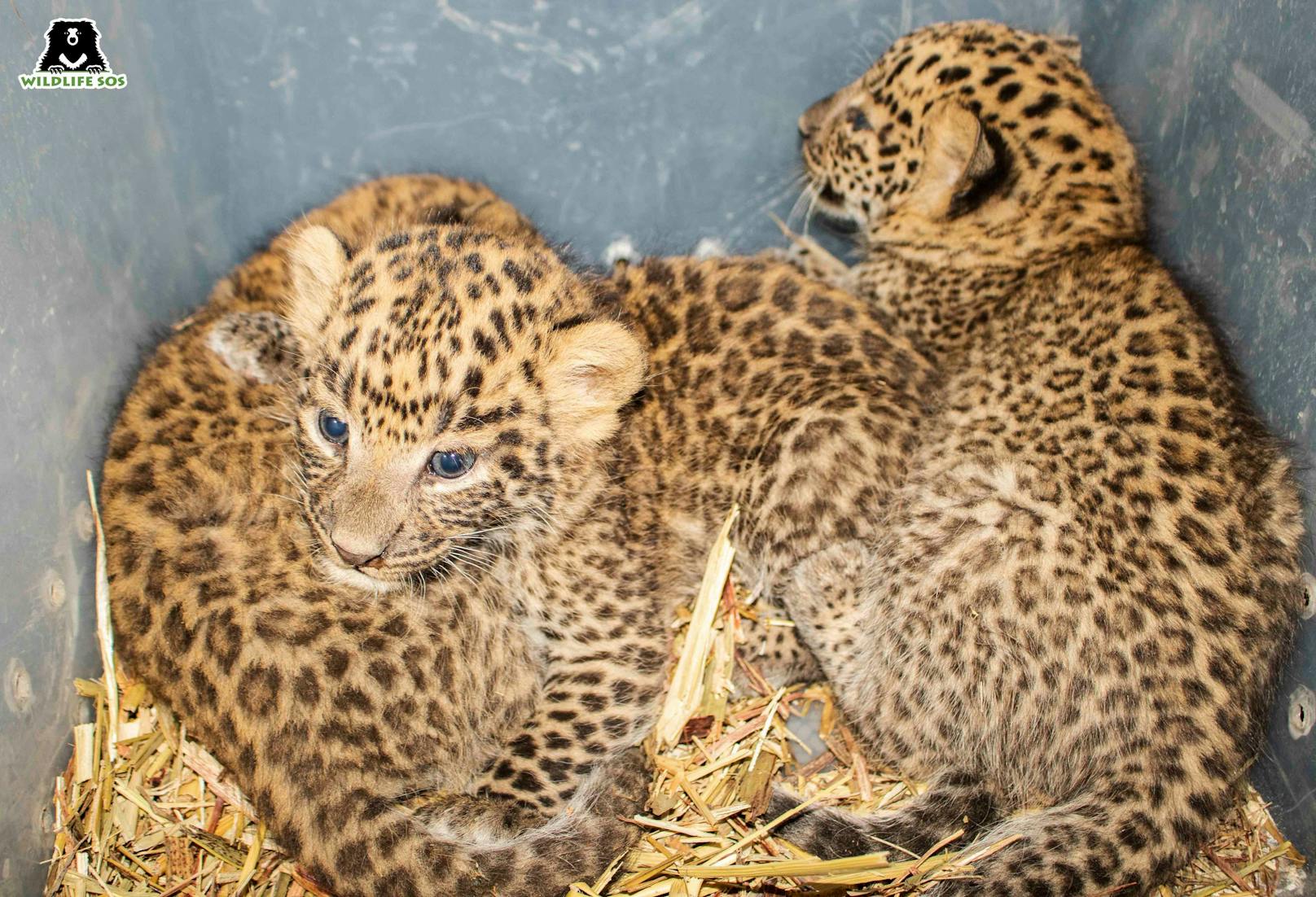 Die Leopardenwelpen wurden auf acht Wochen geschätzt. 