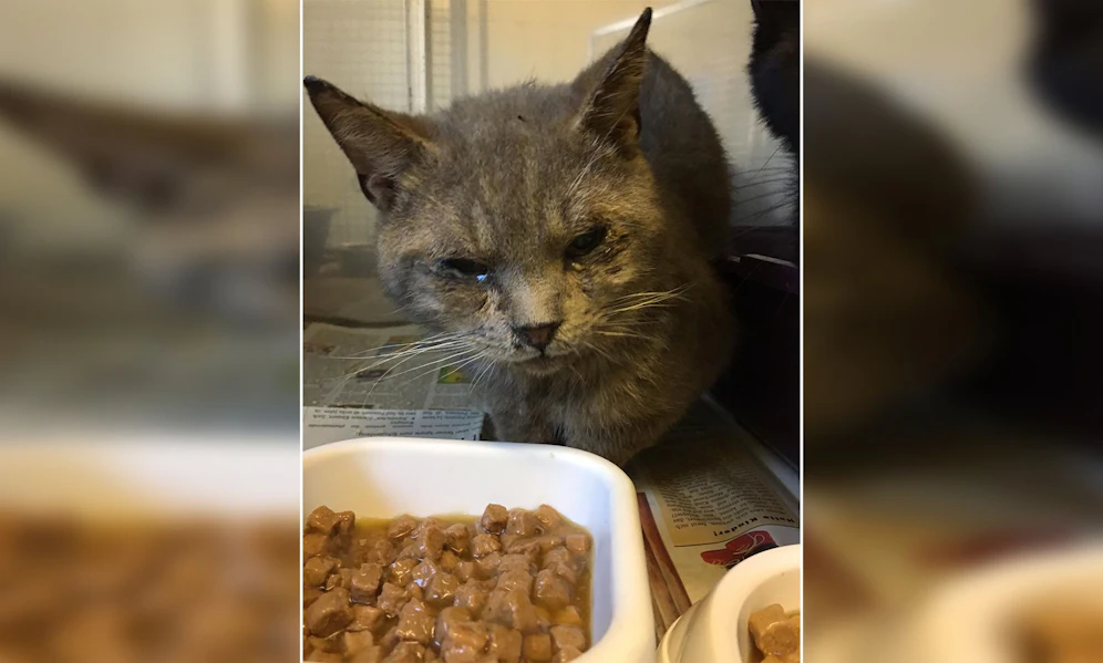Etwas 30 verwahrloste Katzen und über hundert (!) Katzenkadaver wurden in einem Wochenendhäuschen entdeckt