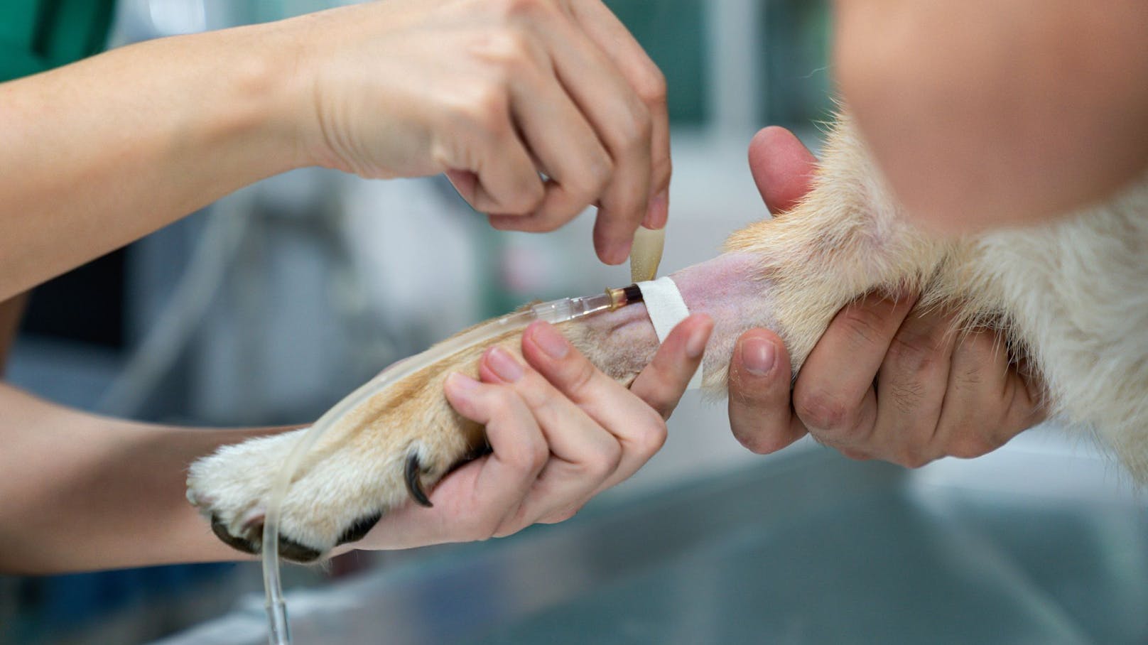 Auch die Blutspende bei Hunden kann Leben retten.