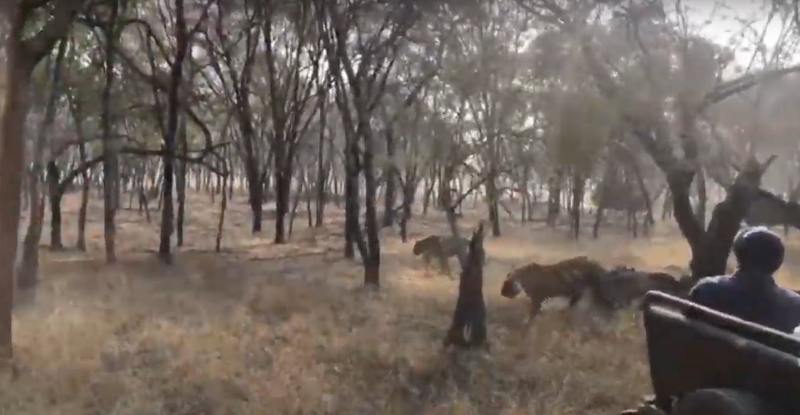 Erst wirkt alles ganz unscheinbar: Zweit Tigerinnen schlendern gemütlich an den Safari-Autos vorbei.