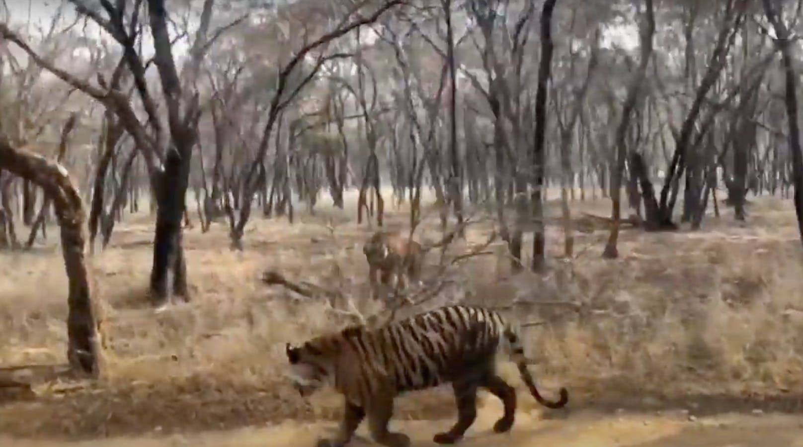 Eine der Tigerinnen wechselt die Richtung und springt auf ihre Schwester zu.