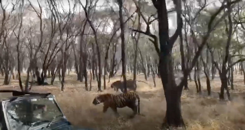 Bei den beiden Tigerinnen Siddhi und Riddhi änderte sich plötzlich die Laune.