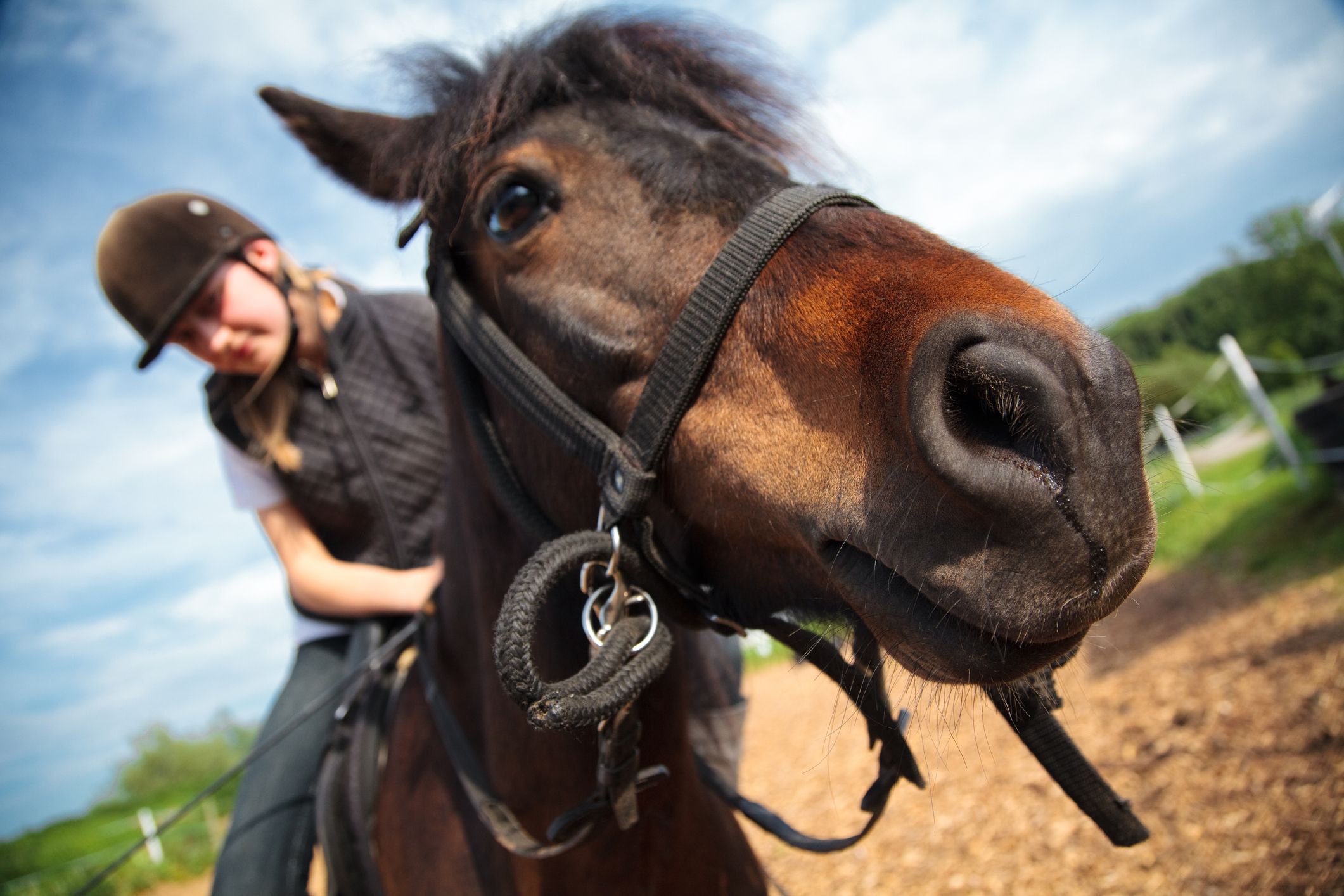 In Baden-Württemberg vereitelte ein Pferd, dass sich ein Mann an einer jungen Frau vergreift. 