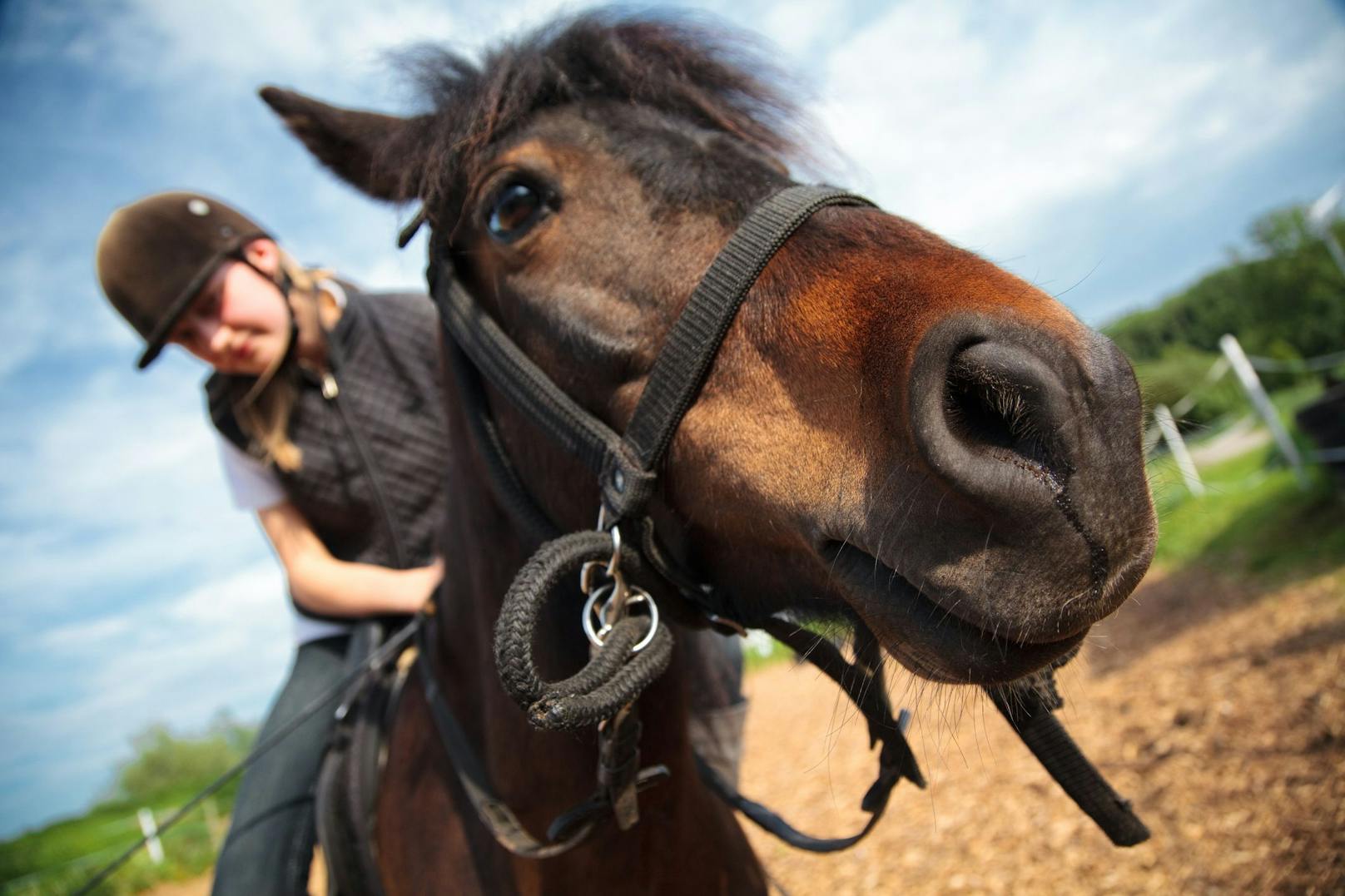 In Baden-Württemberg vereitelte ein Pferd, dass sich ein Mann an einer jungen Frau vergreifen konnte. 