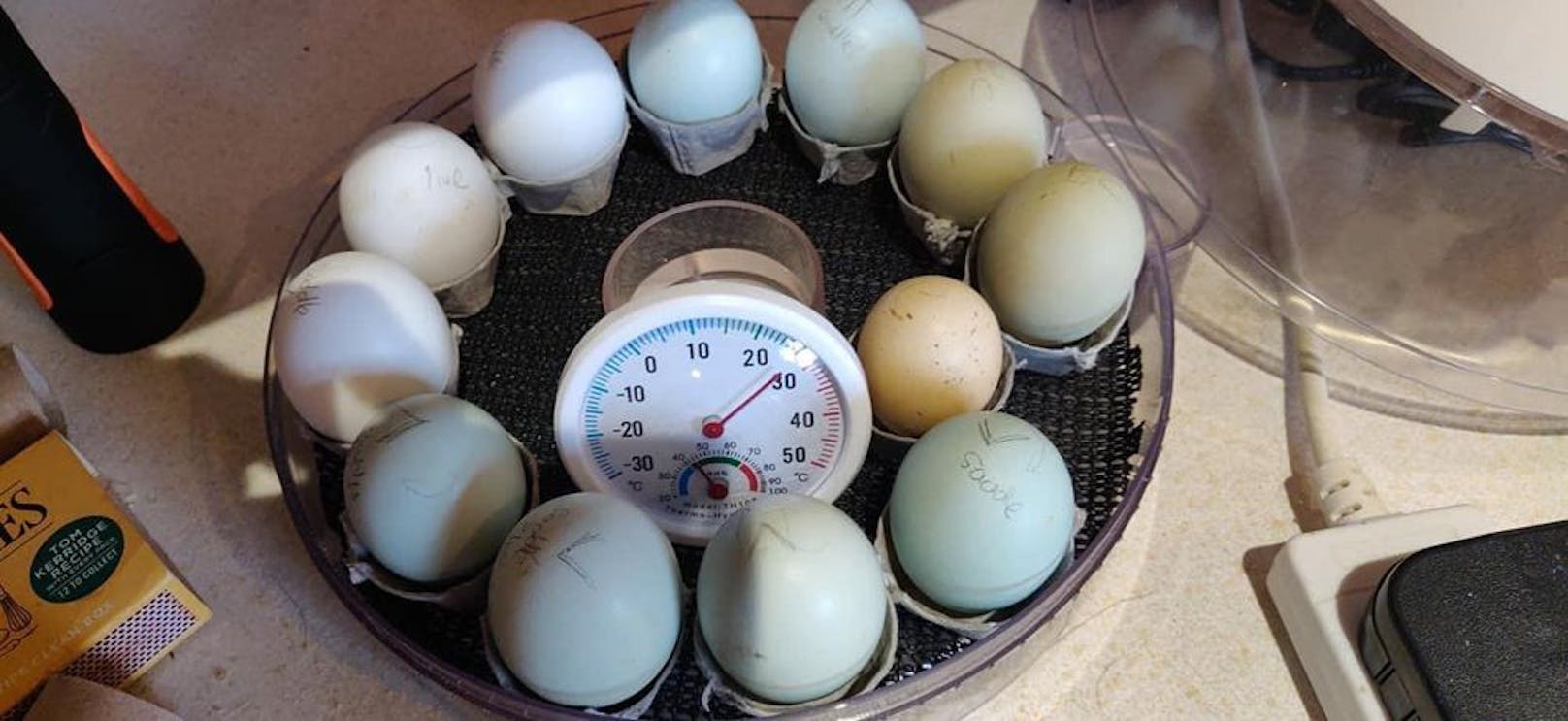 Aus insgesamt zwölf Eiern schlüpften tatsächlich fünf Küken. 