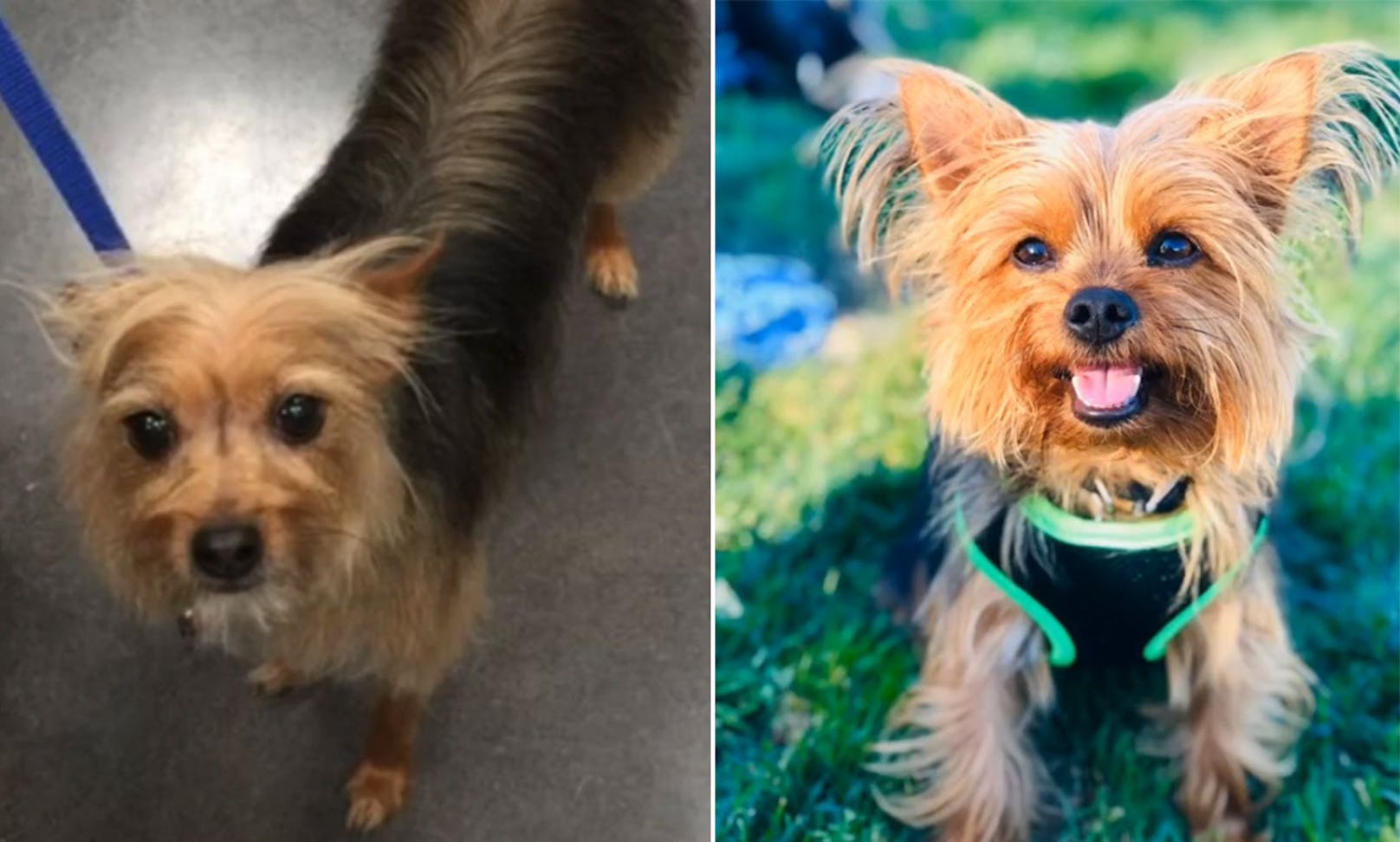 Yorshire-Terrier "Gucci" sah nach dem Hundefriseur irgendwie sehr verändert aus. <br>