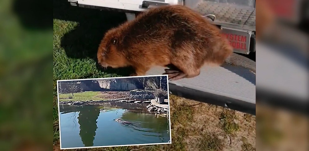 Der Biber machte es sich in einem Schwimmteich gemütlich.