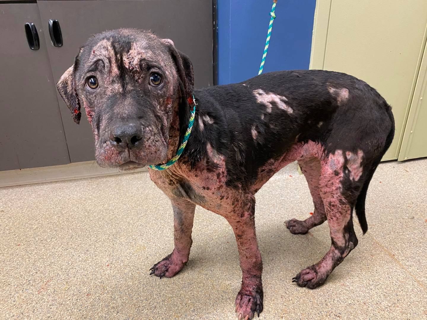 Schrecklich! Rüde "Eeyore" wurde furchtbar vernachlässigt und litt an Parvovirose 