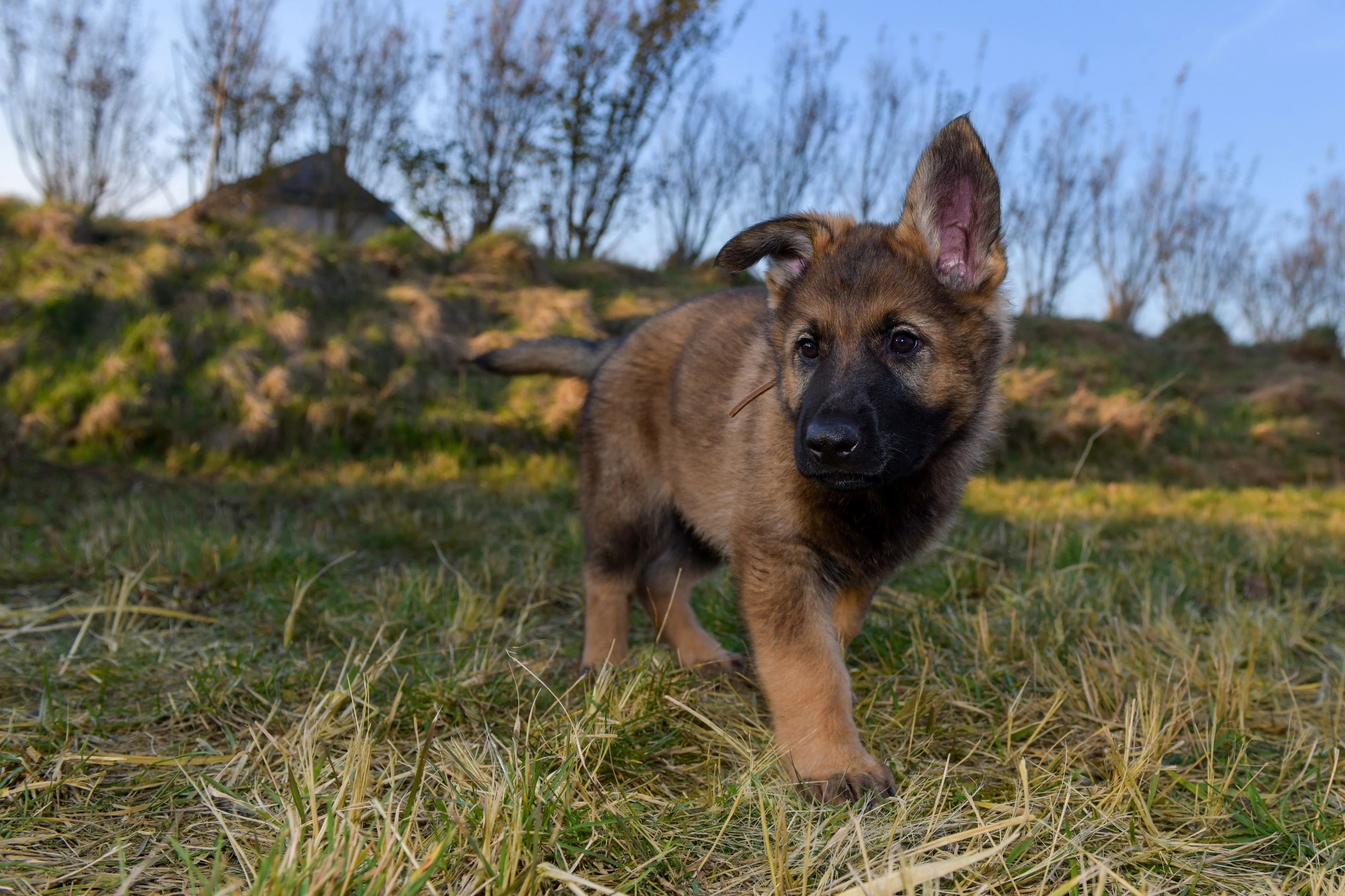 Polizeihund