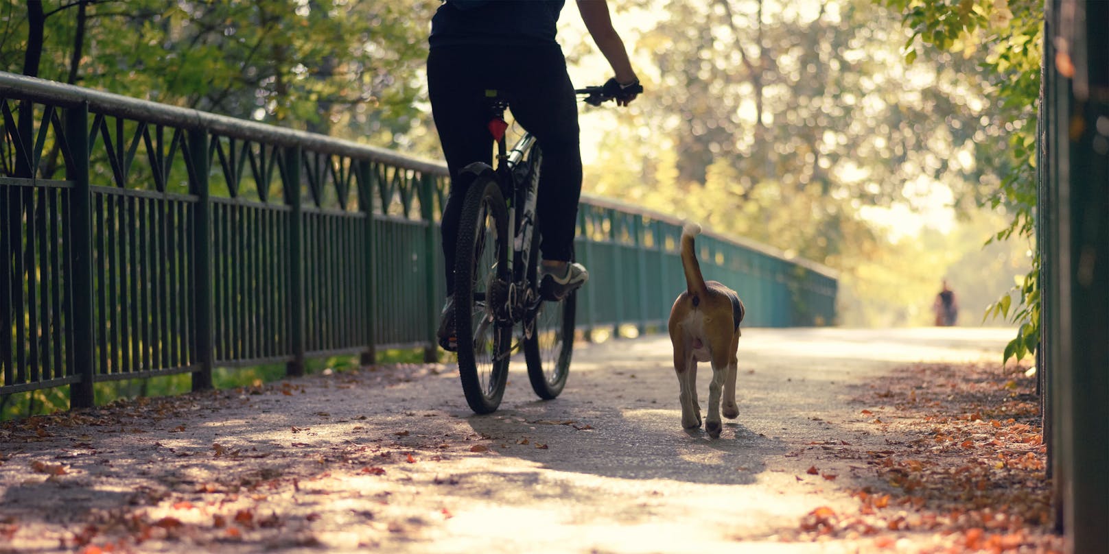Ein Radfahrer neben einem Hund. Symbolbild