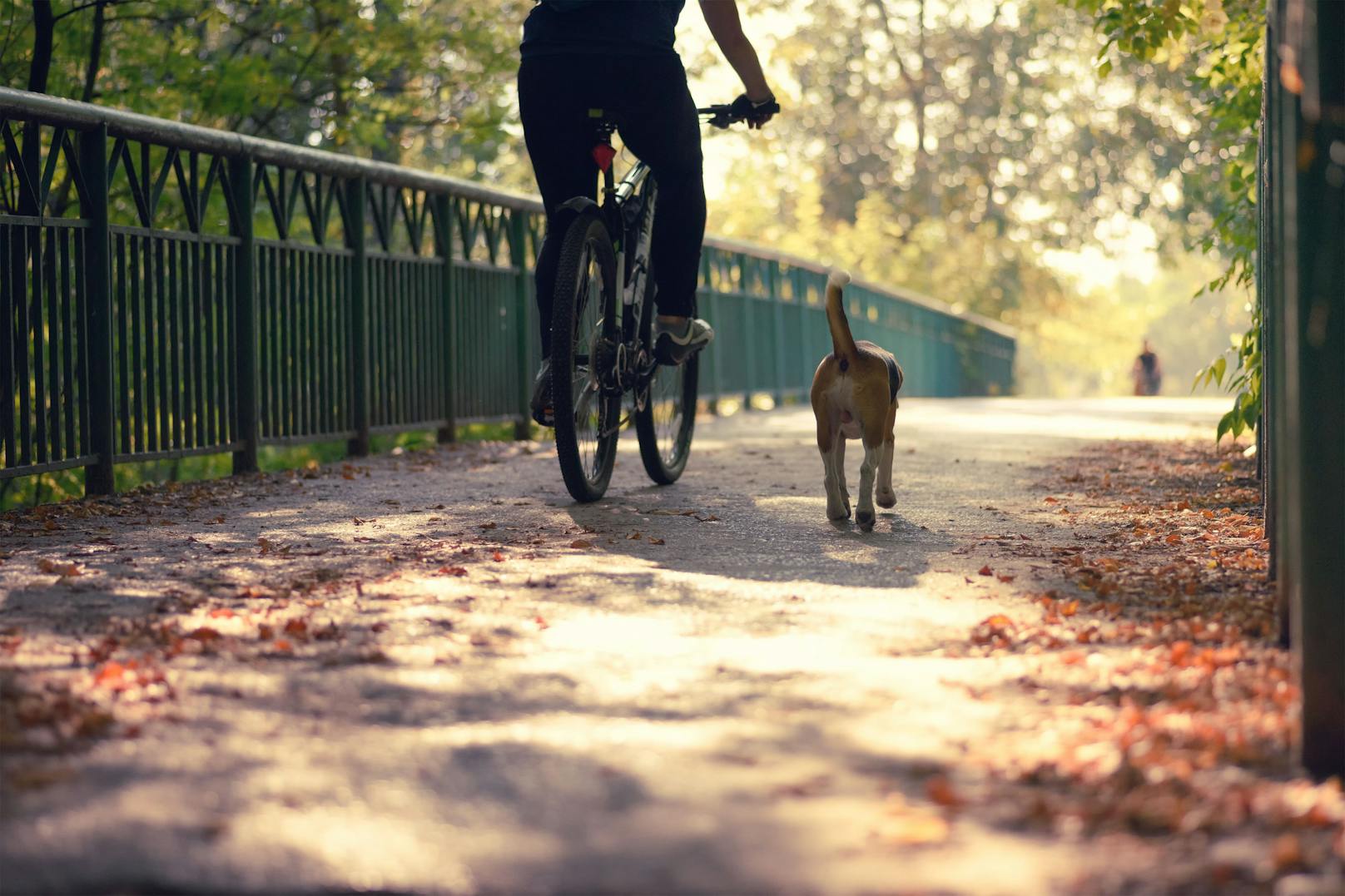 Radfahrer tötet Hund, braust nach einem "Sorry" davon