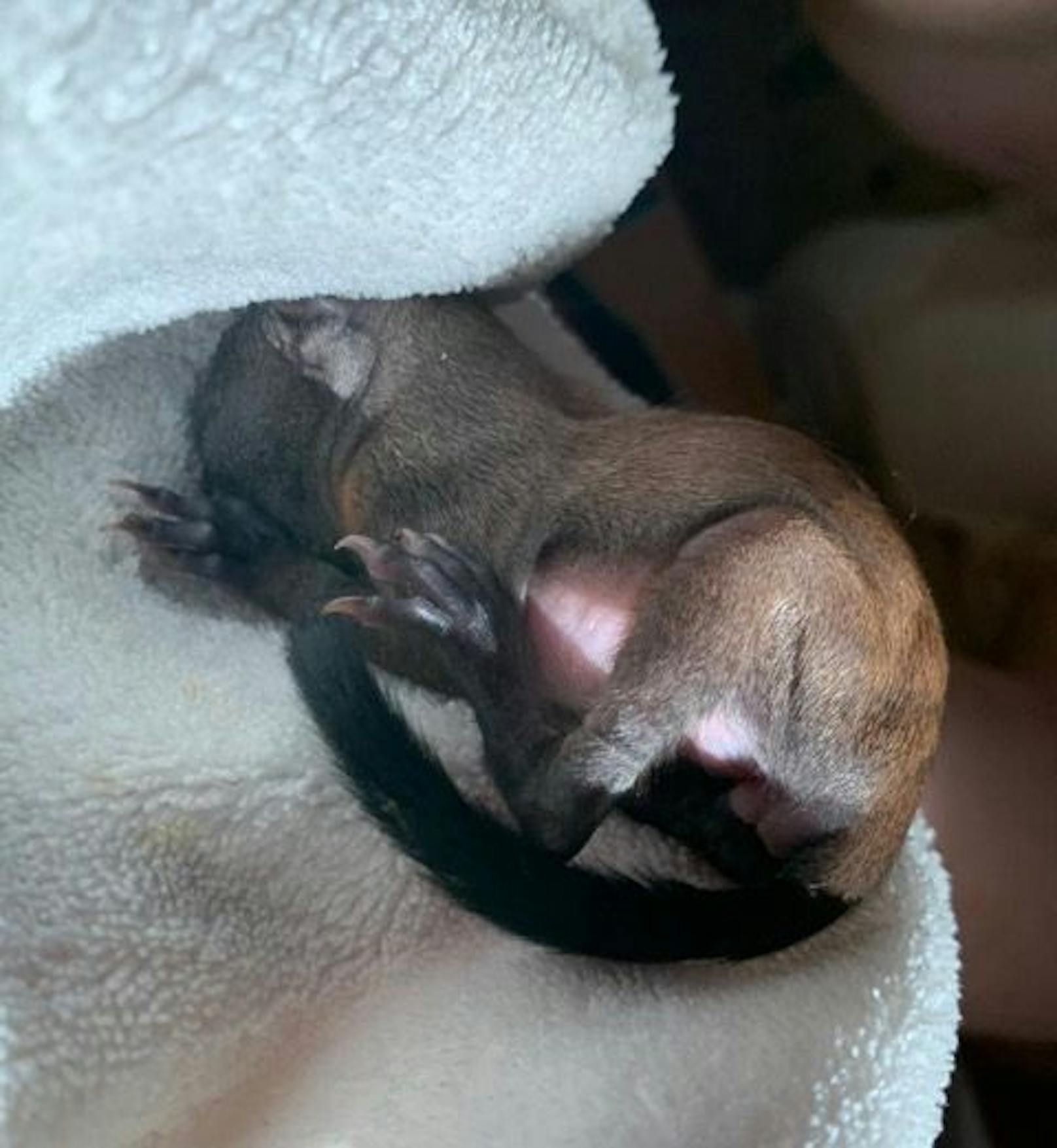 Das Eichhörnchen-Baby musste wegen einem Abszess operiert werden