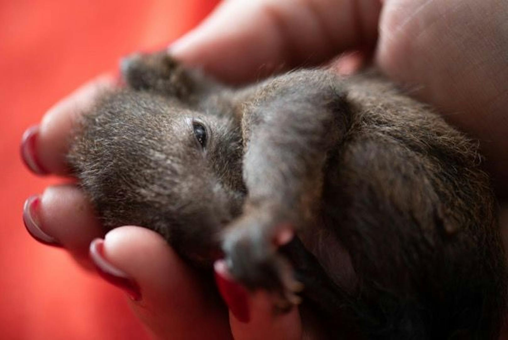 Eichhörnchen Brezel erholt sich nach einer OP im Tierschutzhaus Austria
