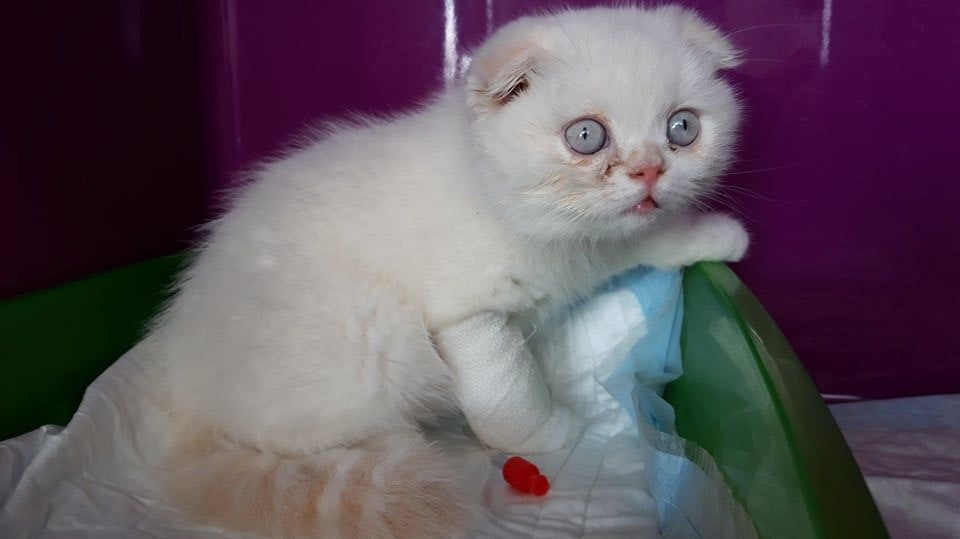 Das arme Ding! Dieses Kätzchen wurde einfach in einer Tasche mitten auf der Straße abgestellt. 