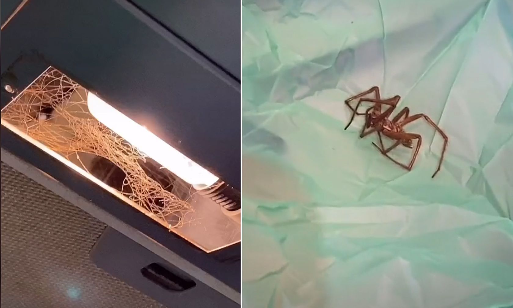 Leider starb die Spinne im Licht-Käfig. 