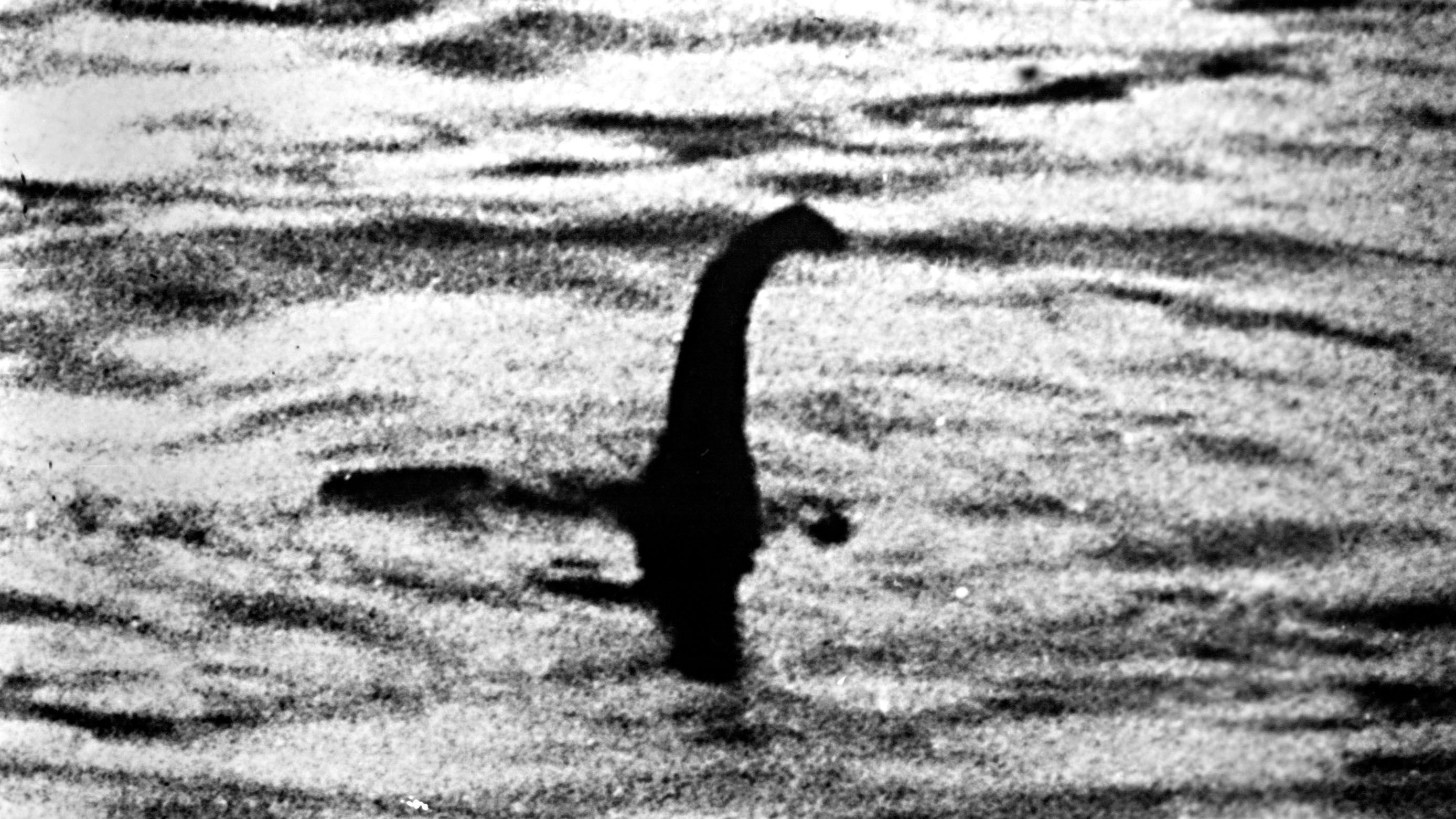 Die neueste Therorie besagt, dass "Nessi" eigentlich ein Walpenis sein soll. 