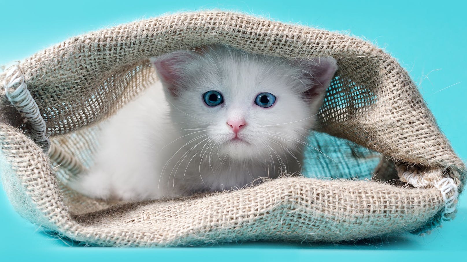 Redewendungen wie "Die Katze aus dem Sack lassen" sind Tierrechtsorganisation PETA ein Dorn im Auge. 
