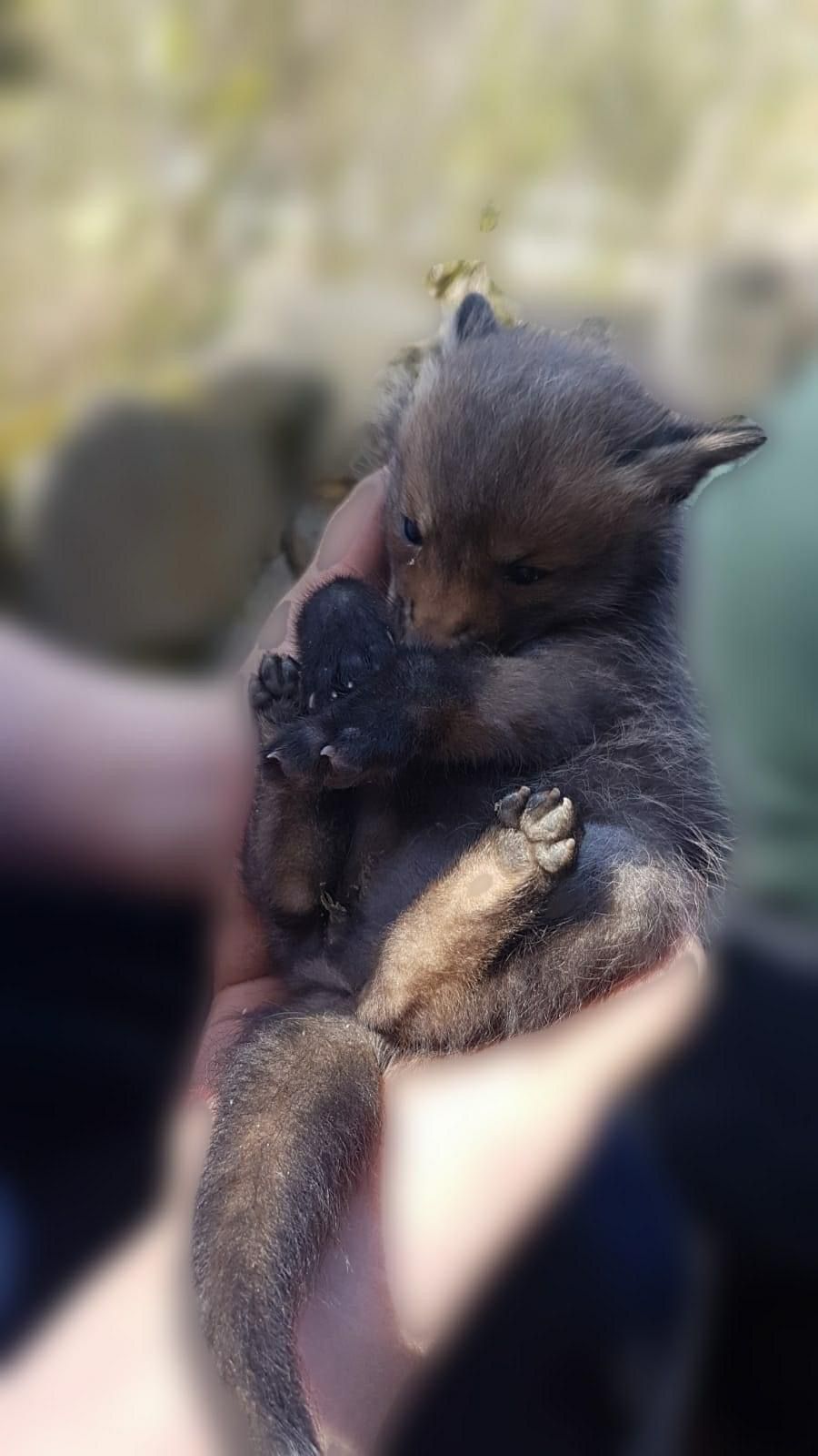 Süßes Füchslein wird jetzt gepflegt