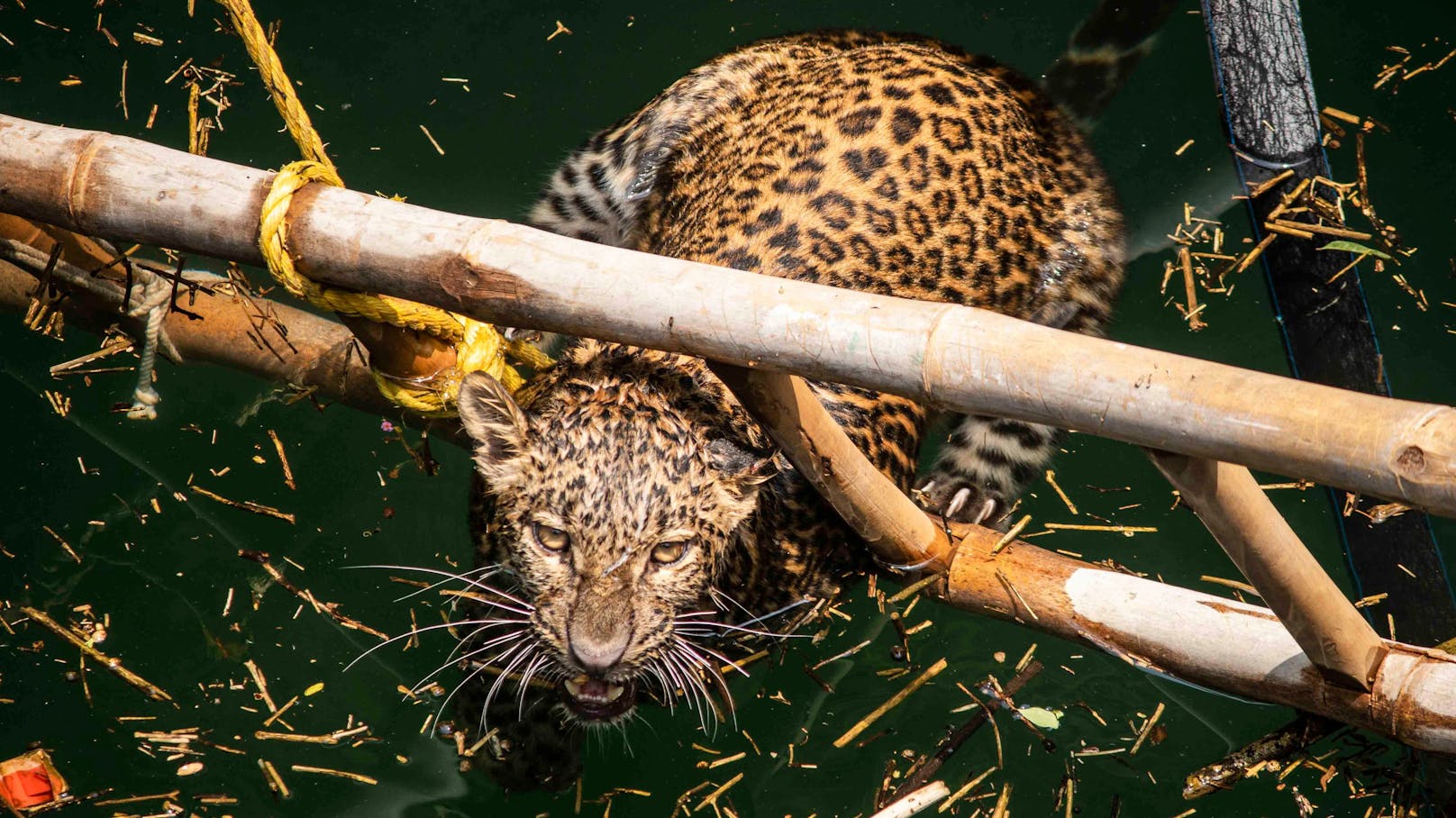 Der Leopard, war in einem 8 Meter tiefen Brunnen gefangen.