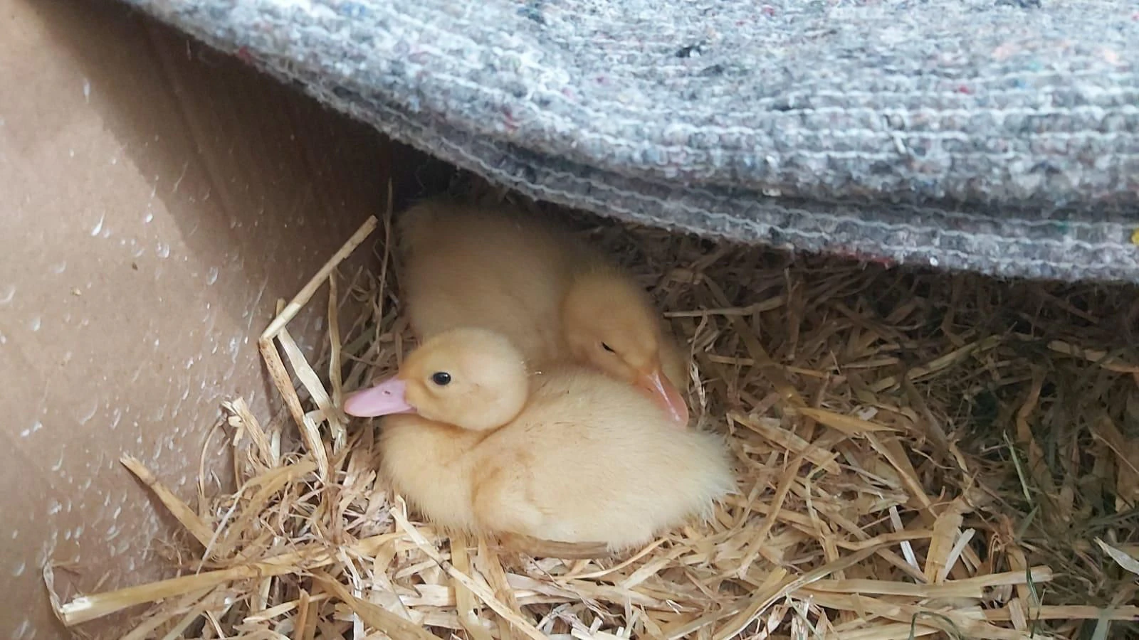 Diese zwei flauschigen Entenküken wurden einfach in Perchtholdsdorf ausgesetzt. 