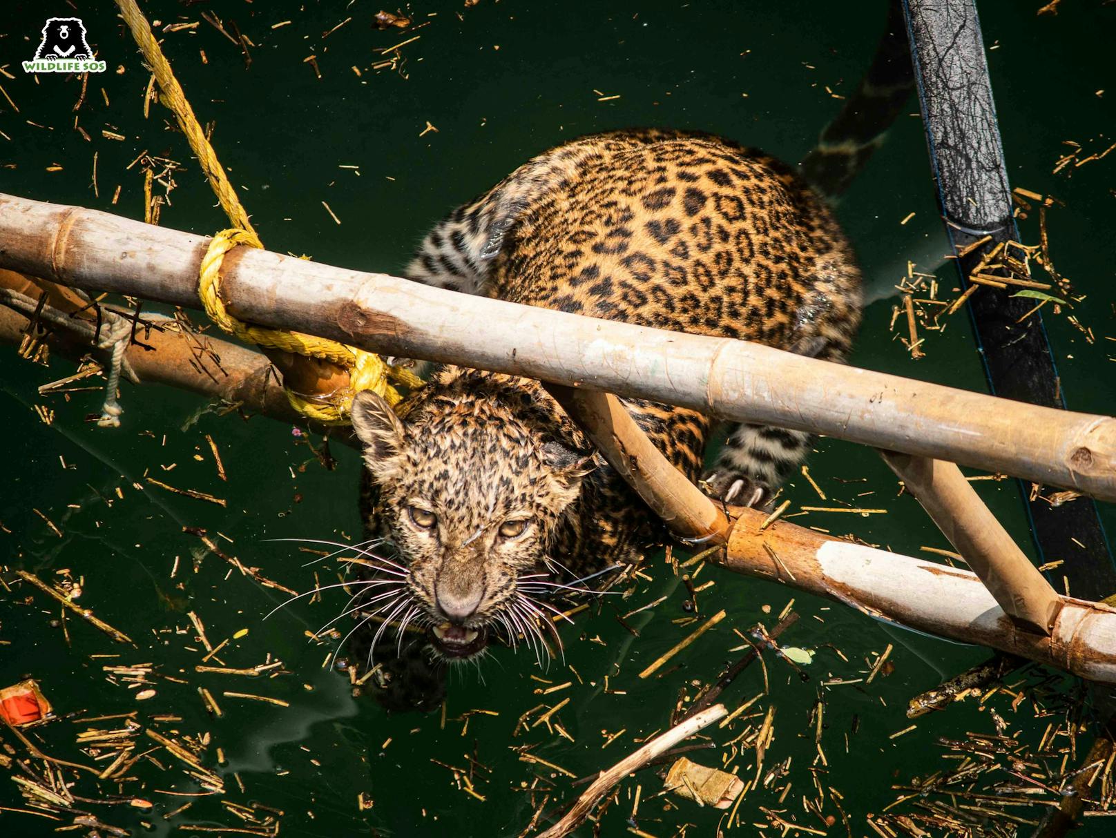 Bevor die Tierretter von "Wildlife SOS" eintraf, wurde zunächst eine Leiter in den Brunnen geschoben, damit sich der Leopard abstützen konnte. 