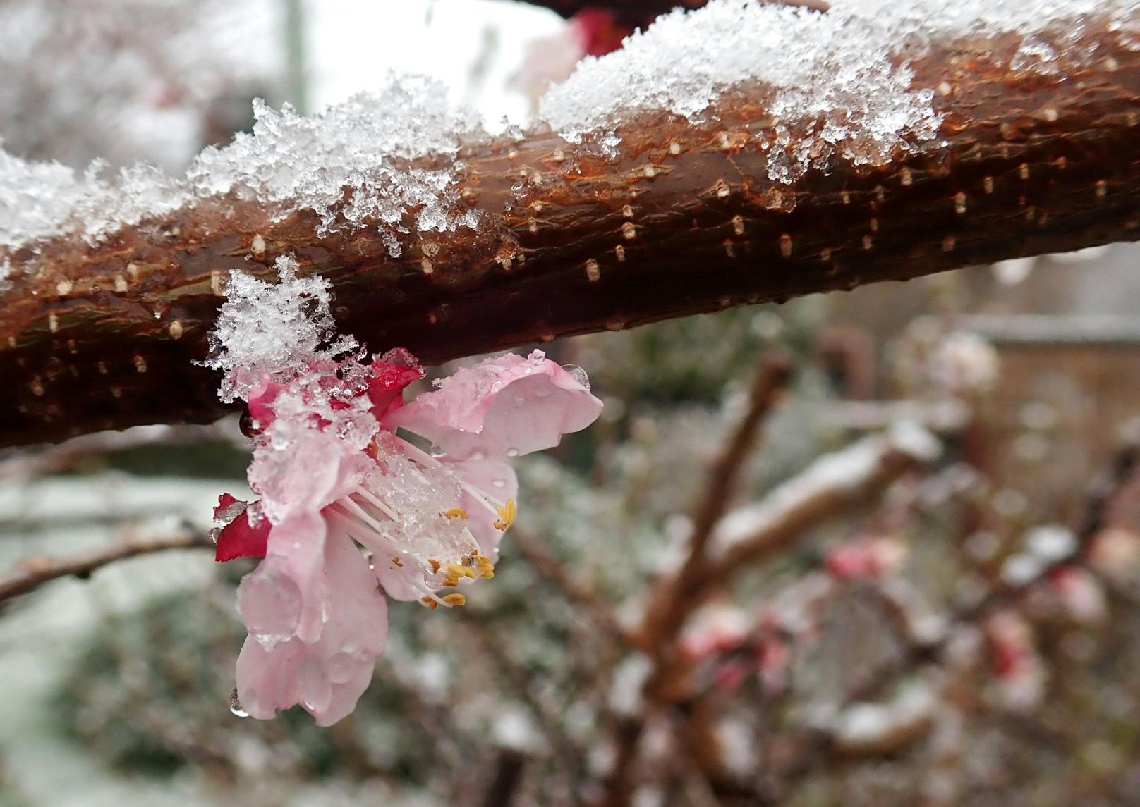 schneebedeckte Baumblüte im April