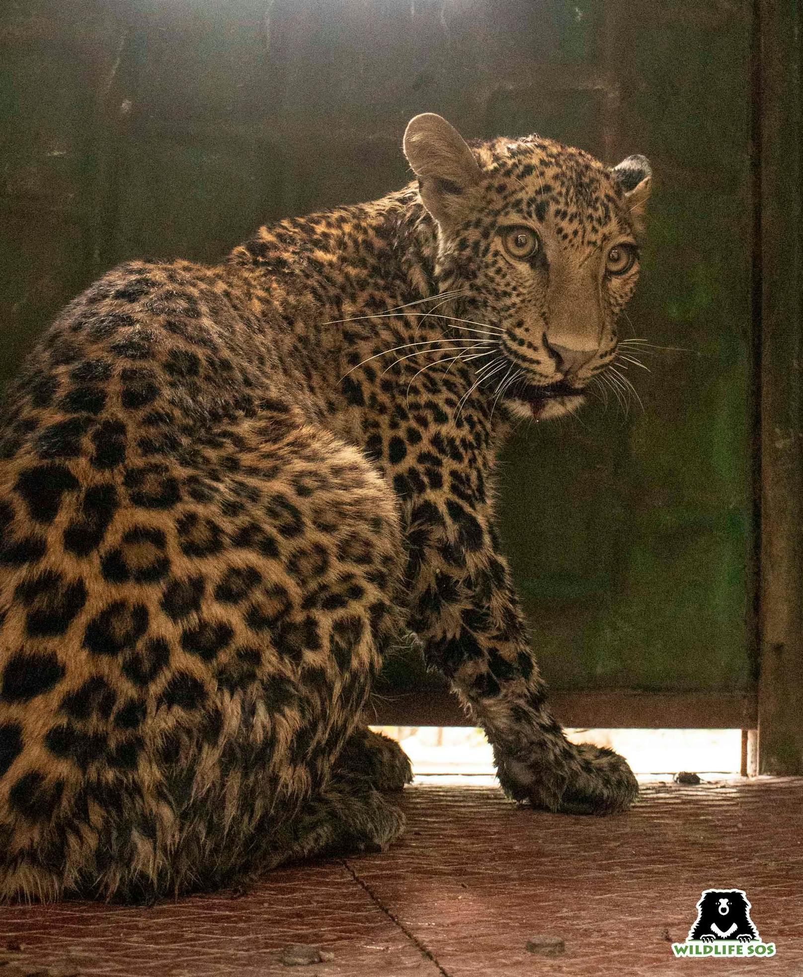 Der Leopard wurde zur medizinischen Untersuchung ins Manikdoh Leopard Rescue Centre gebracht und danach wieder in die Freiheit entlassen. 