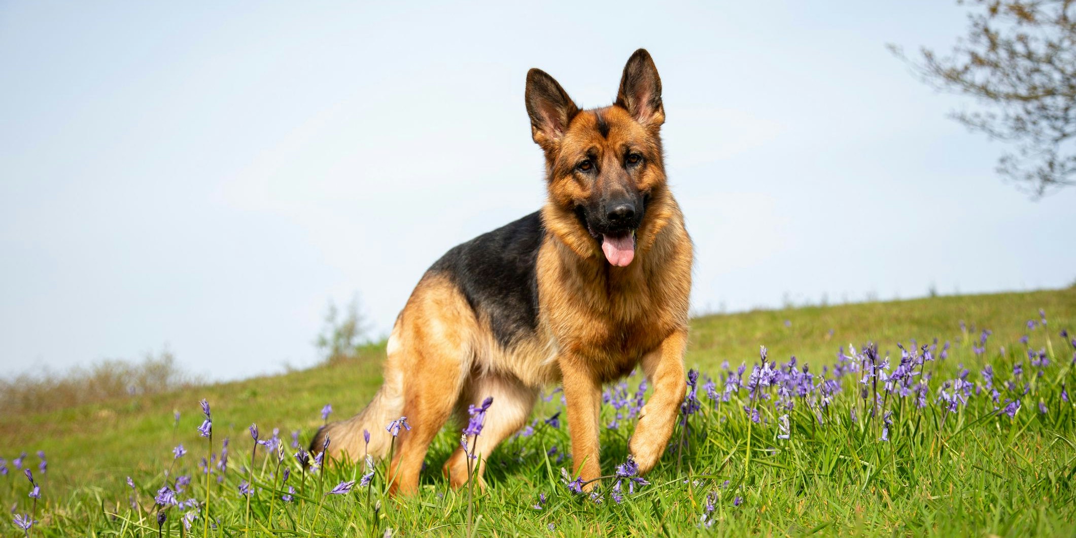 Schäferhunde aller Rassen sind die "Polizisten" und ebenfalls nicht die Ruhigsten. 