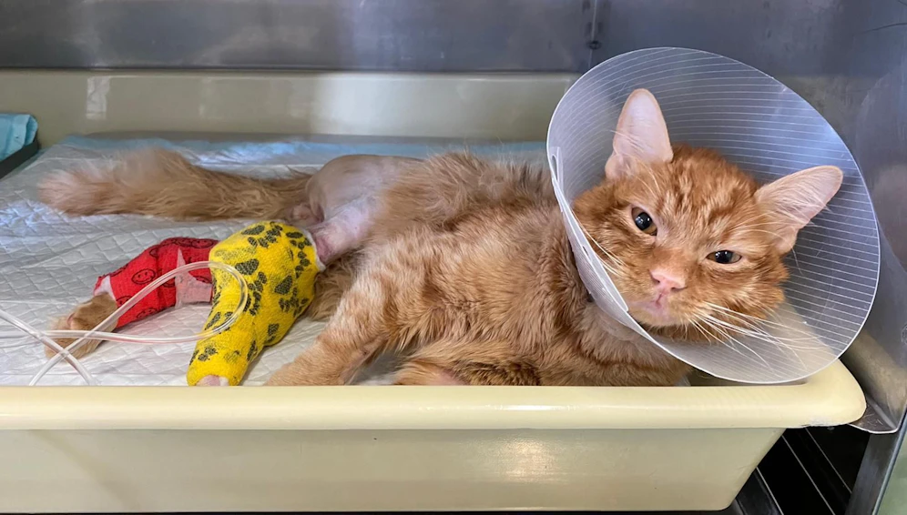 Nach mehreren Operationen konnte Kater Duman gerettet werden.