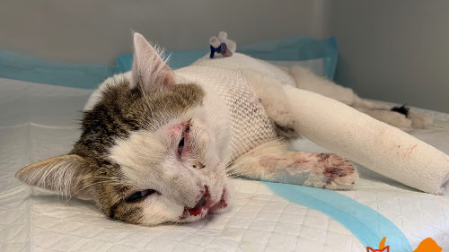 "Rüdiger" stürzte vom Balkon im vierten Stock. 