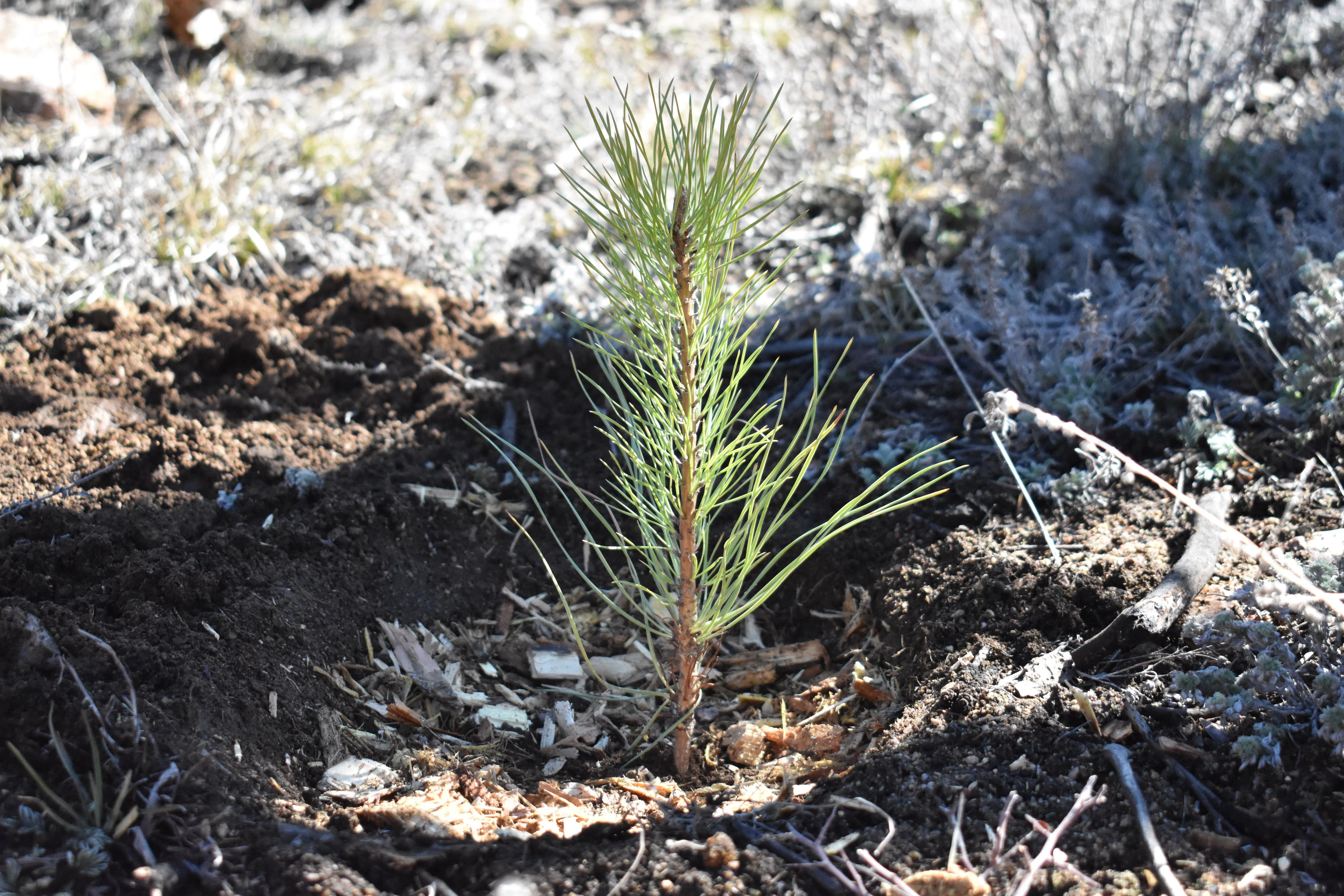 Sobald ein Nutzer seinen hundertsten Eintrag macht, kommt das Geld für einen Baum in den Spendentopf.