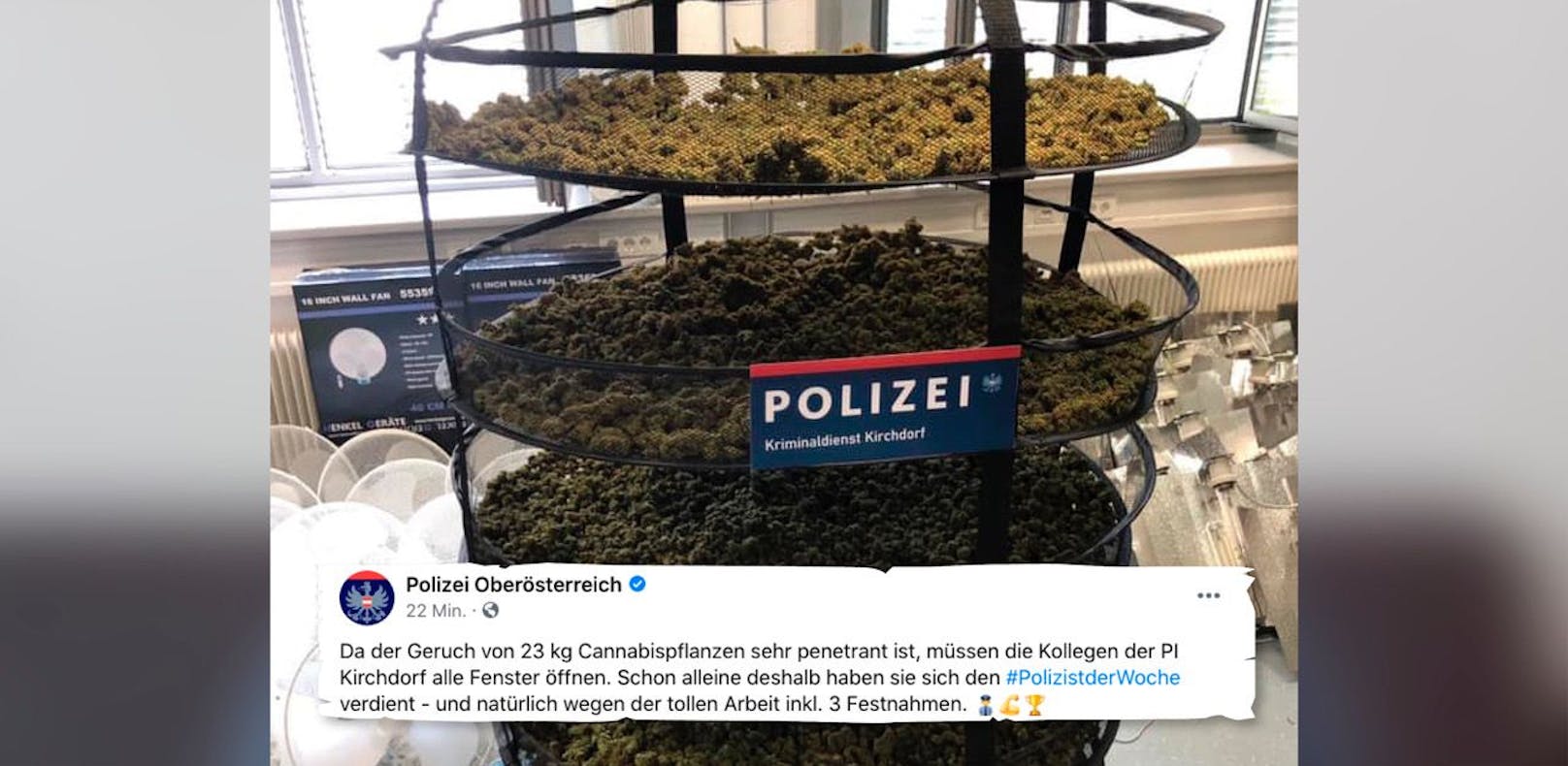 In Kirchdorf stellte die Polizei eine riesige Cannabis-Plantage sicher.