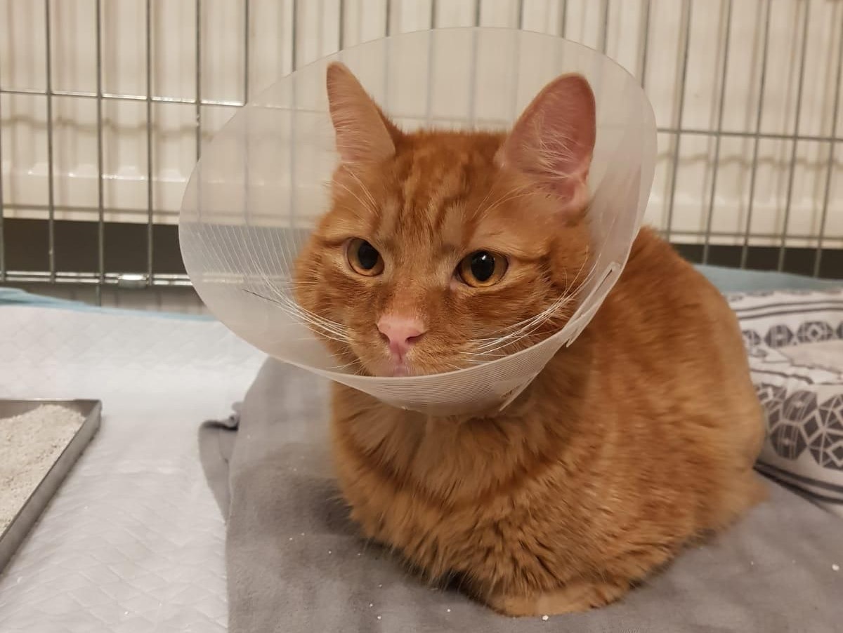 Duman bekam ein "zweites Leben".